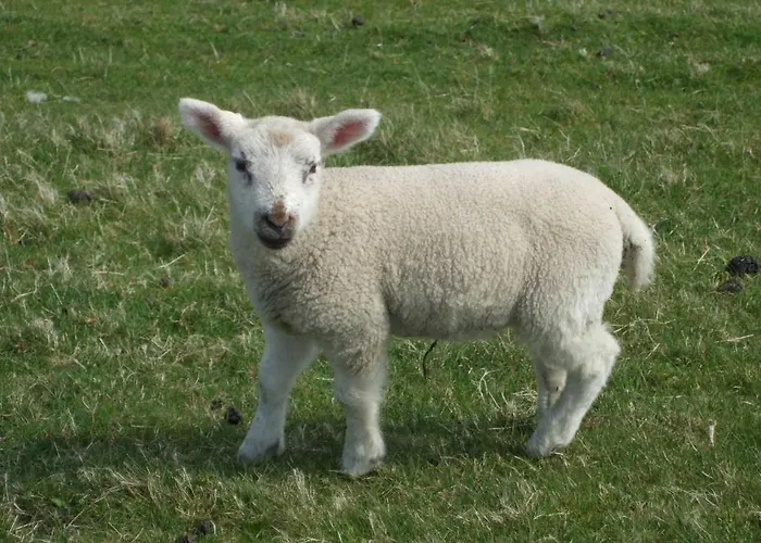 Kajuete 23 尼布卢姆