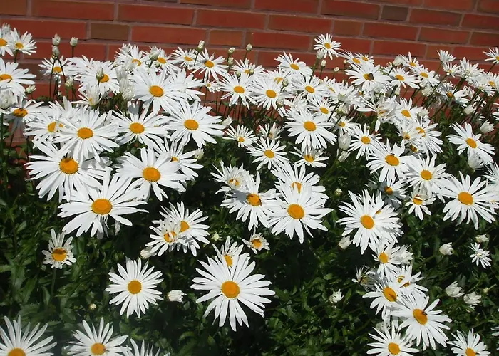 Lägenhet Kajuete 23